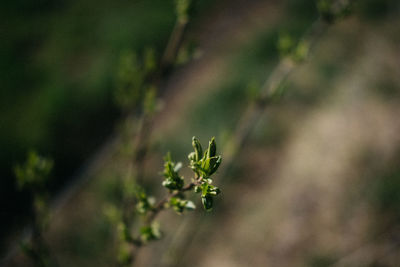 Close-up of small plant