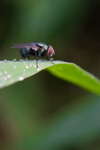 Close-up of fly on leaf