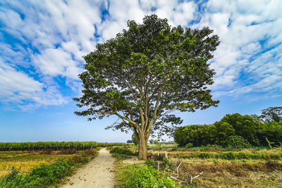 Trees on field against sky