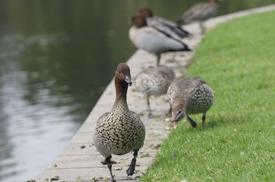 Ducks on a lake