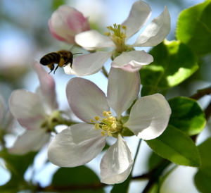 Close-up of bee on white flower