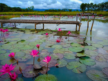 Pink lotus water lily in lake