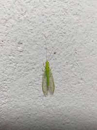 Close-up of insect on wall