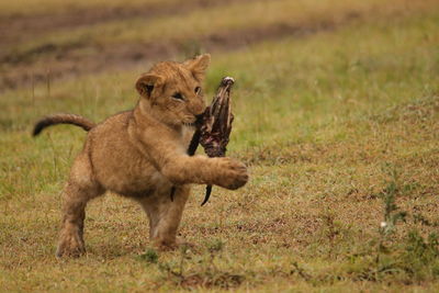 Lion on field