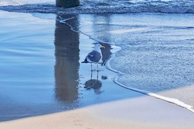 High angle view of bird on beach