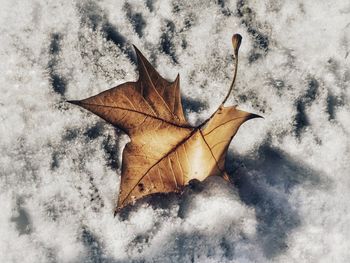 Close-up of leaf on snow
