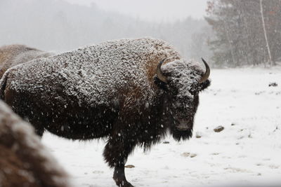 View of hla bison on snow covered land