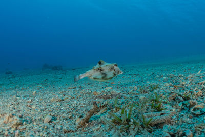 Fish swimming in sea