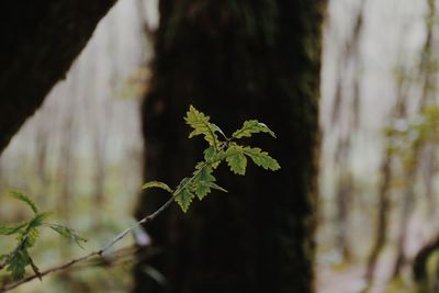 Close-up of leaves on tree trunk