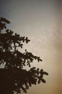 Low angle view of silhouette tree against sky at sunset