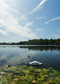 Swan floating on lake against sky