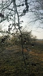 Close-up of bare tree on field during winter