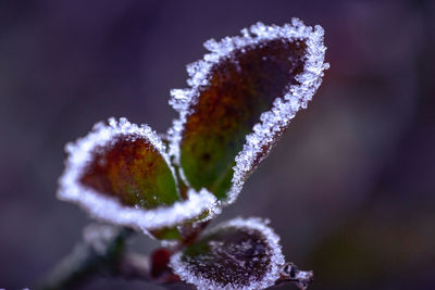 Close-up of frozen plant