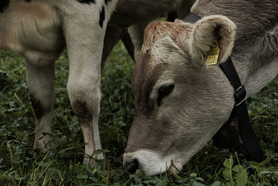 Close-up of goat