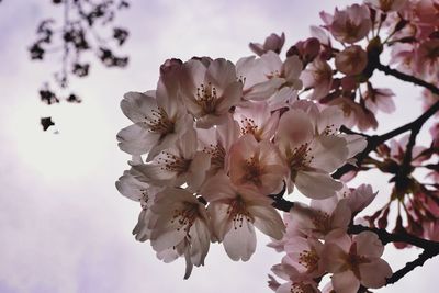 Close-up of apple blossoms in spring