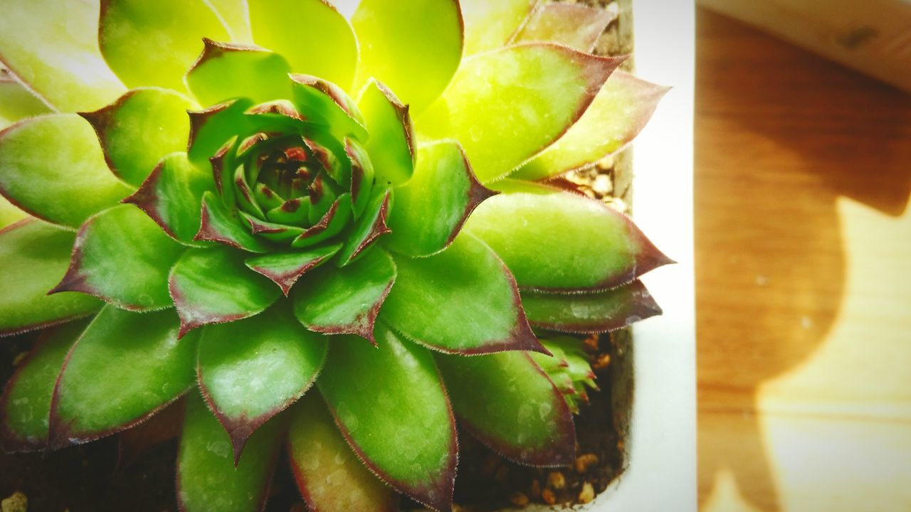 green color, freshness, indoors, leaf, growth, close-up, plant, high angle view, potted plant, nature, no people, cactus, green, day, pattern, table, succulent plant, fruit, still life, natural pattern