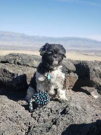Dog sitting on rock