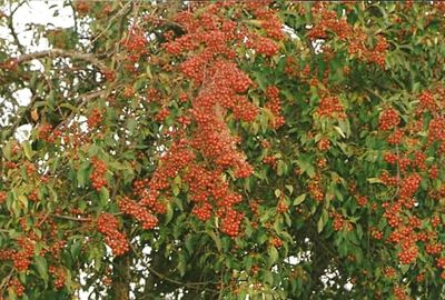 Close-up of red flowers