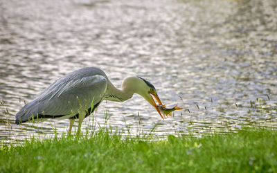 High angle view of gray heron on lake