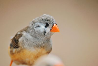 bird