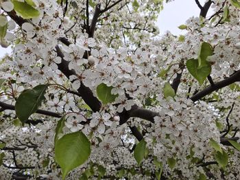 Low angle view of blooming tree