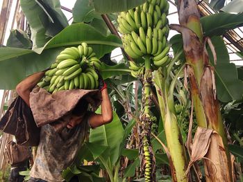 Farmer carrying bananas at farm