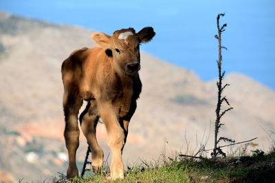 Horse standing in field