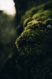 Close-up of moss growing on tree