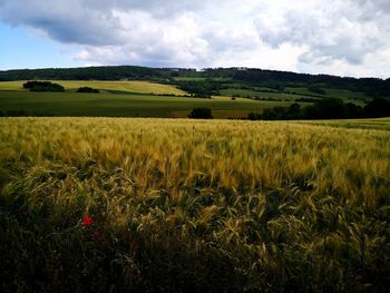 Scenic view of agricultural field against sky