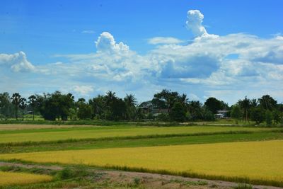 Scenic view of agricultural field against sky