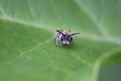 Close-up of spider on leaf