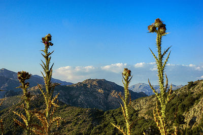 Plants growing on land against sky