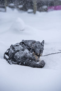 Dog on snow covered land