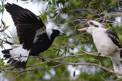 Low angle view of birds flying