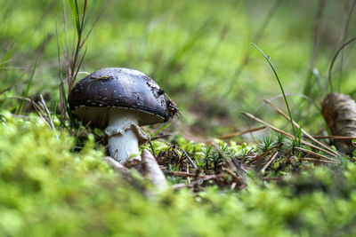 Close-up of mushroom growing on field