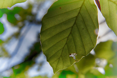 Close-up of maple leaves on plant