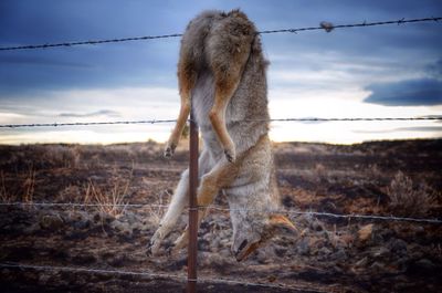 Barbed wire fence on field