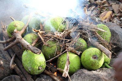 Close-up of fresh fruits on tree