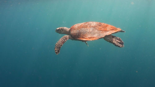 Sea turtle swimming underwater in the sea. turtle moves its flippers in the ocean under water 