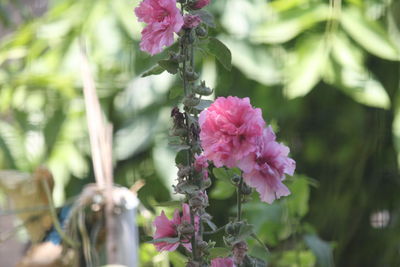 Close-up of pink flowering plant