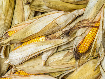 Pile of unhusked sweet corn cobs shot from above