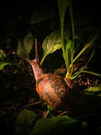 Close-up of snail on ground