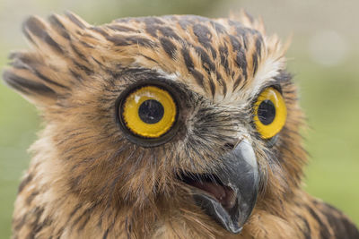 Close-up portrait of owl