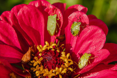 Close-up of pink flower