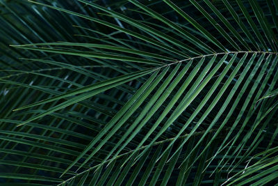 Full frame shot of palm leaf