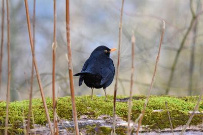 Black bird perching on a field