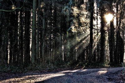 View of pine trees in forest