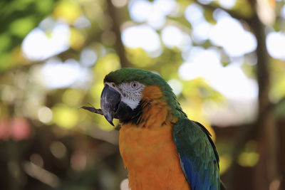 Close-up of parrot perching on tree