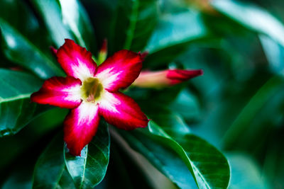 Close-up of red flower blooming outdoors