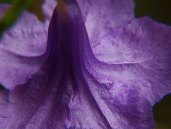 Close-up of purple flowers